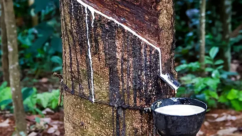 Ethical Botanical Tapping